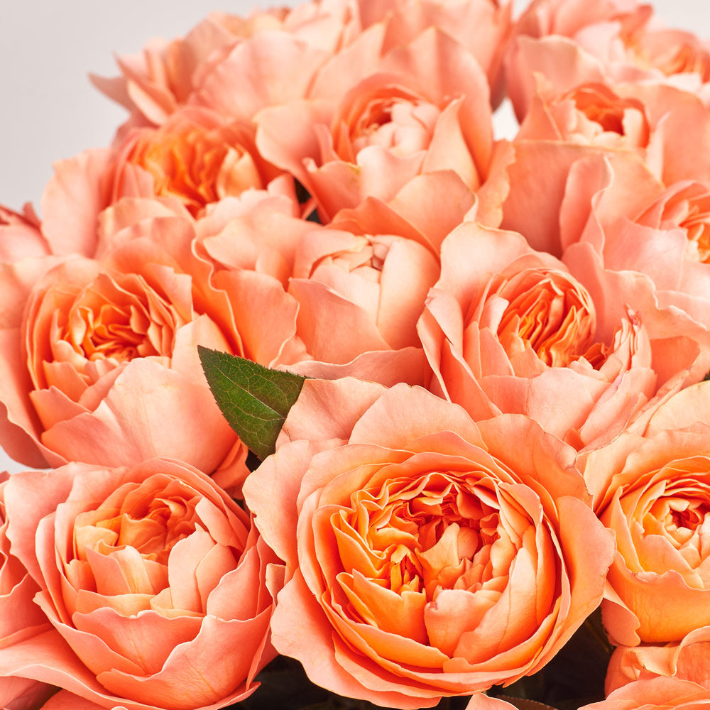 Bouquet of 25 pink pioneer roses