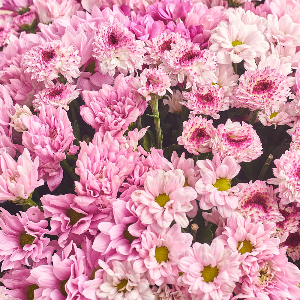 Bouquet 41 Pink Chrysanthemum Mix