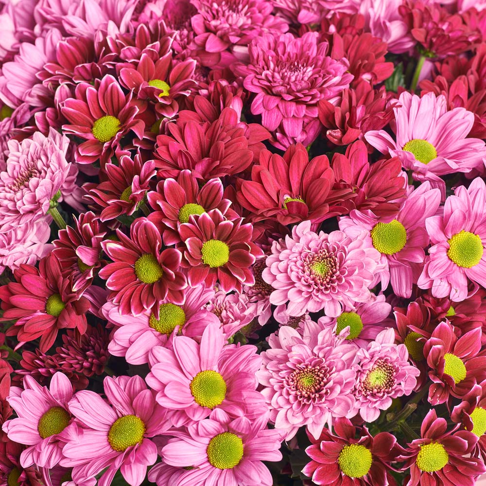 Bouquet 25 Pink Chrysanthemum Mix