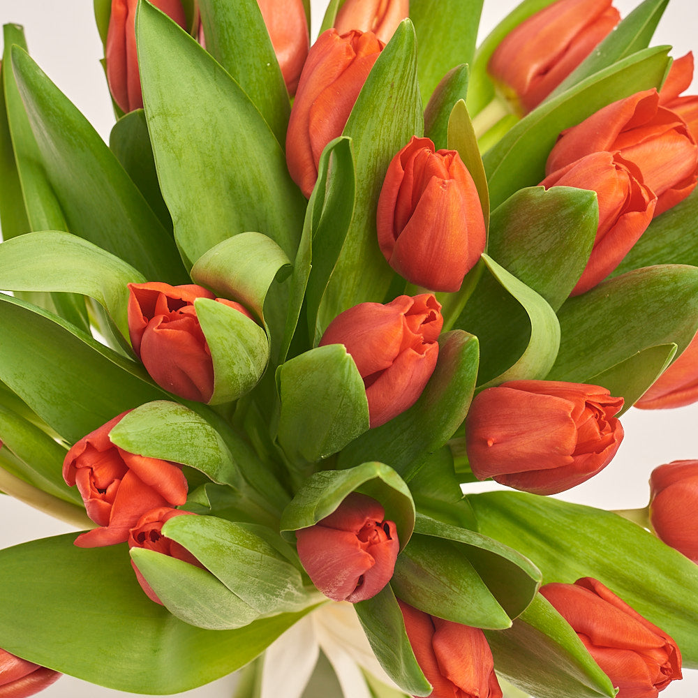 Bouquet of 25 Red tulips