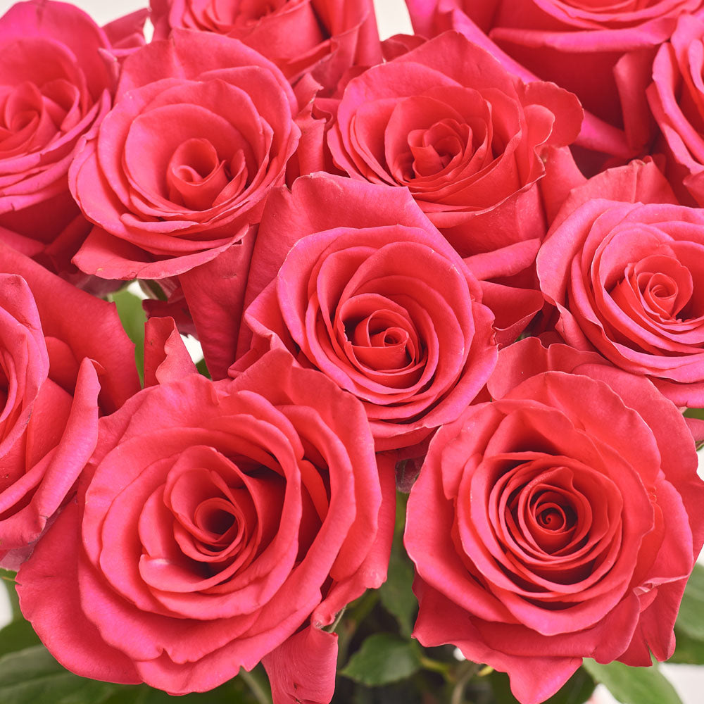 Bouquet of 15 Raspberry roses