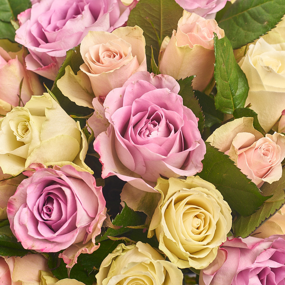 Box 31 Rose mix Athena and Memorial