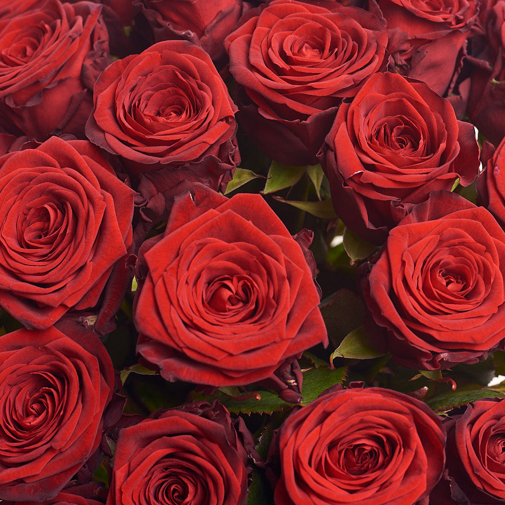 Box 51 Red Rose Extra