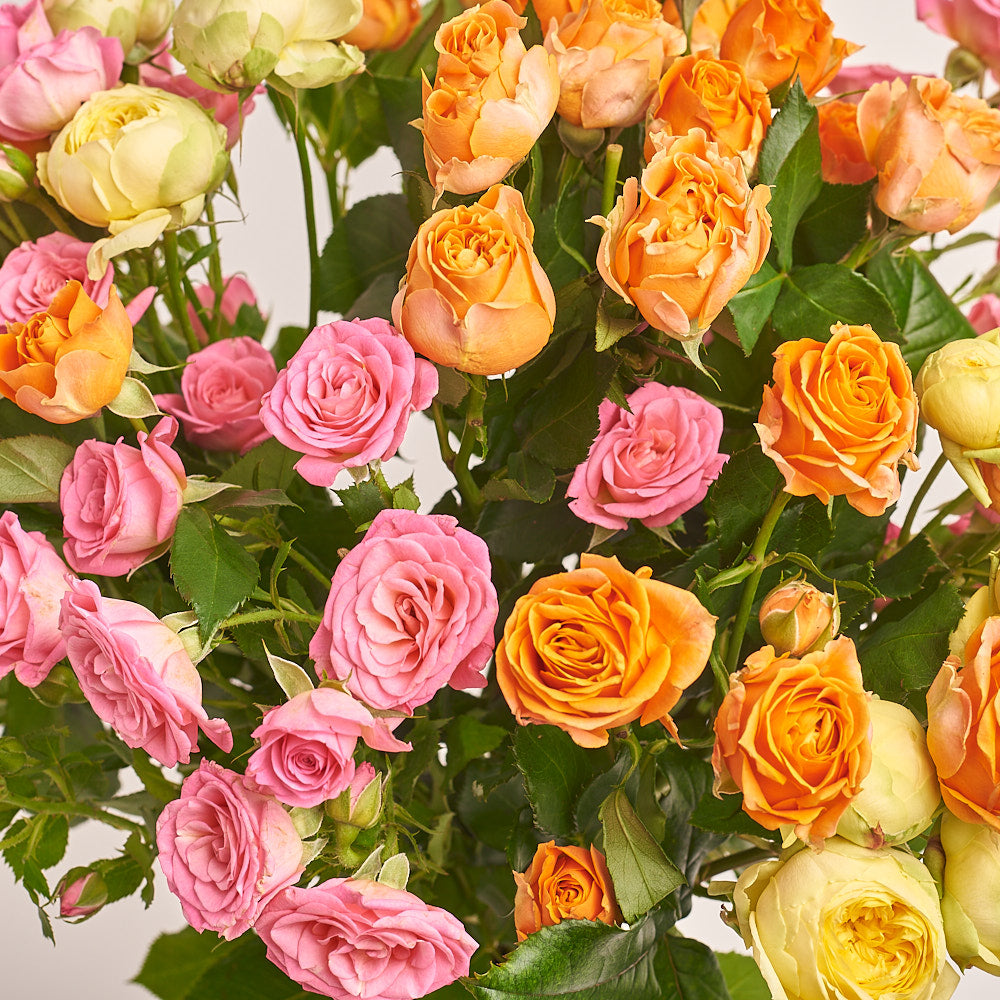 Bouquet of 15 bright Roses Spray Mix