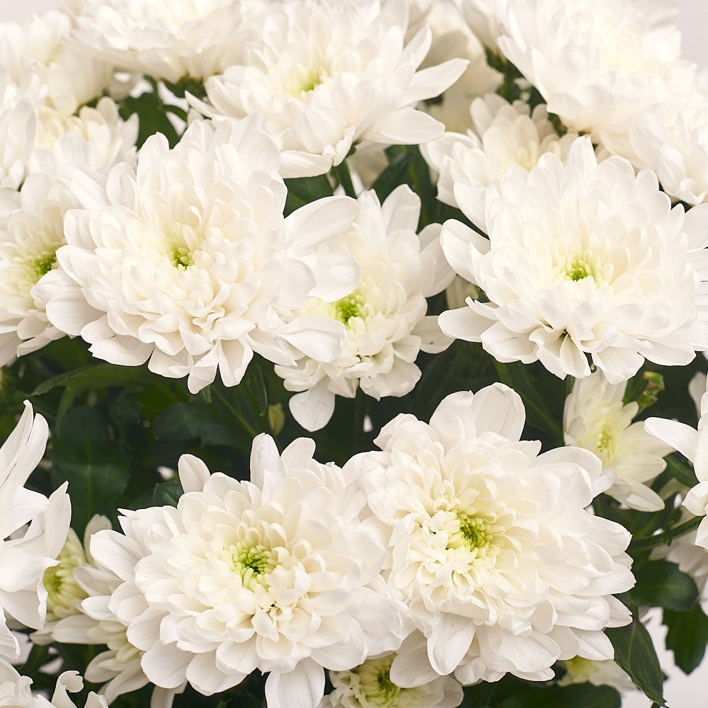 Bouquet of 11 White Chrysanthemums