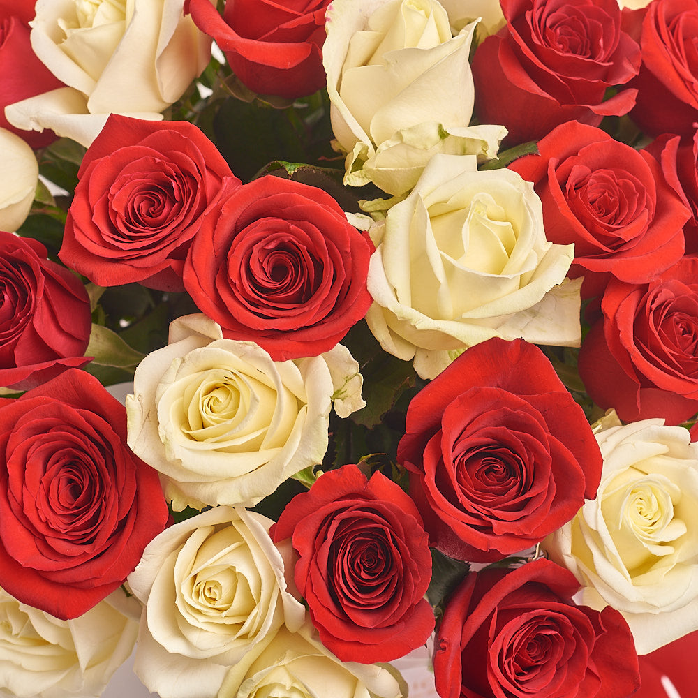 Box of 25 Red and White Roses